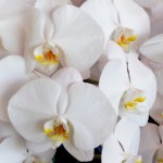 Bez nich storczyki nie mogłyby istnieć. Mają zaskakującego sprzymierzeńca