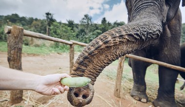 Bez skórki, poproszę. Słoń w zoo sam nauczył się obierać banany