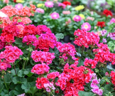 Bez tego kwiaty będą mizerne. Oto najlepsze nawozy do pelargonii