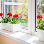 Bez tego nie wybudzisz pelargonii po zimie. Już dziś zacznij zbierać do słoika