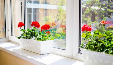 Bez tego nie wybudzisz pelargonii po zimie. Już dziś zacznij zbierać do słoika 