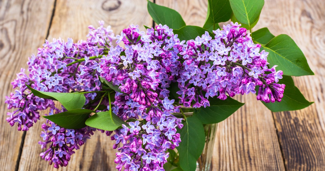 Bez zwykle kwitnie w maju. Z jego kwiatów możemy przygotować pięknie pachnący olejek. Jak to zrobić? /123RF/PICSEL