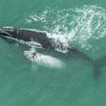 Bezcenne dziecko wieloryba zabite przez statek. Tragedii można było uniknąć