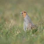 ASF Bezcenne polskie ptaki wychodzą na pola. Powód zdumiewa: to dziki