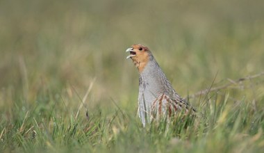 Bezcenne polskie ptaki wychodzą na pola. Powód zdumiewa: to dziki