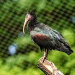 zoo Opole Bezcenny ptak uciekł z polskiego zoo. Finał ucieczki zaskakujący