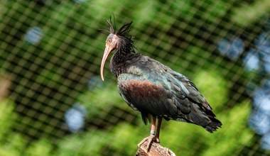 Bezcenny ptak uciekł z polskiego zoo. Finał ucieczki zaskakujący