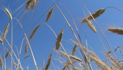 Bezcłowe kontyngenty na artykuły rolne z Ukrainy destabilizują rynek?