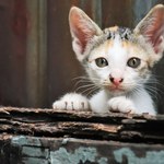 Bezdomne koty: jak im pomóc? Naukowcy wskazują najlepszy sposób