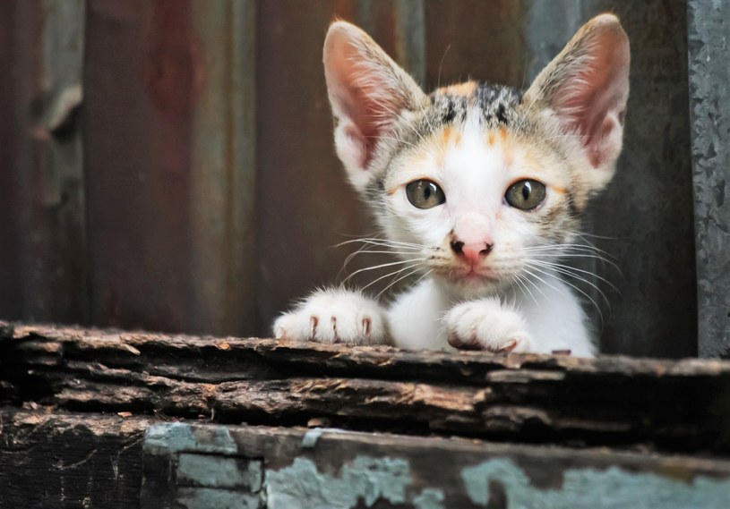 Bezdomne koty to nadal bardzo duży problem niemal w każdym miejscu na świecie. Naukowcy postanowili sprawdzić, jak najlepiej ograniczać ich populację /123RF/PICSEL