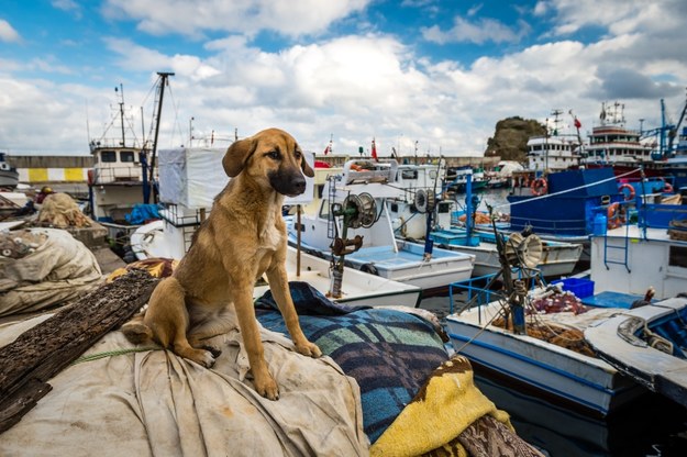 Bezpański pies w tureckim porcie na zdjęciu ilustracyjnym /Shutterstock
