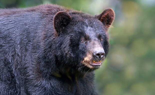 Bezpieczne sąsiedztwo z niedźwiedziami? TPN organizuje cykl spotkań 