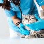 Bezprecedensowy pomysł. Na chore zwierzę będą mogli wziąć urlop