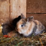 ​Bezwzględne więzienie za brutalne zabicie królików. Zapadł wyrok