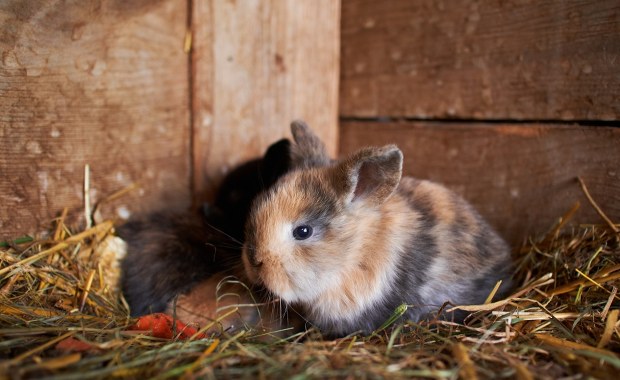 ​Bezwzględne więzienie za brutalne zabicie królików. Zapadł wyrok