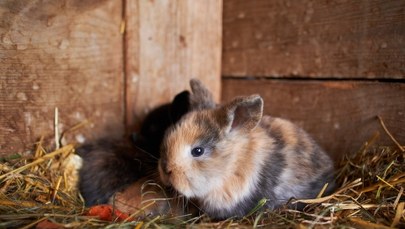 ​Bezwzględne więzienie za brutalne zabicie królików. Zapadł wyrok
