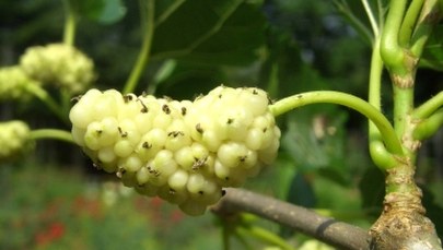 Biała morwa? Niezbędna podczas odchudzania!