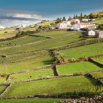 Biała niespodzianka na portugalskich wyspach. To rzadkie zjawisko