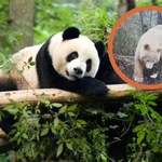 Biała panda widziana w Chinach. To jedyne takie zwierzę na świecie