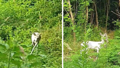 Biała sarna - niezwykle rzadki okaz. Słuchacz RMF FM nagrał film!