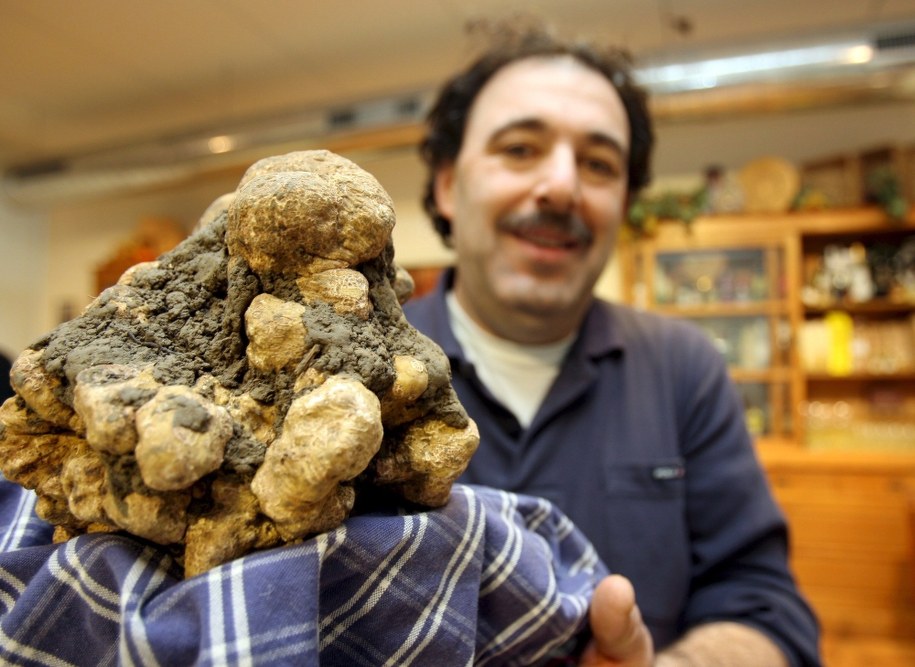 Biała trufla / 	FRANCO SILVI   (PAP/EPA) /PAP/EPA