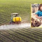 Białaczka przez pestycydy? Chemikalia mogły być przyczyną śmierci dzieci