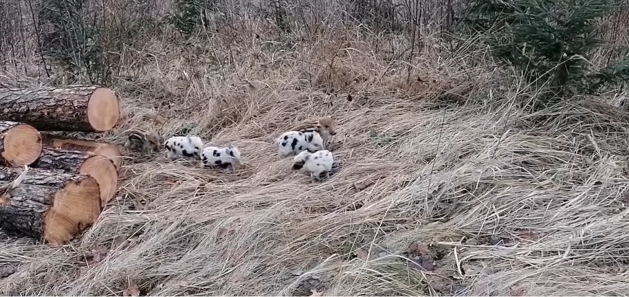Białe dziki w czarne cętki w lesie pod Opolem. /Nadleśnictwo Opole /Facebook