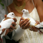 Białe gołębie na ślubie: Symbol miłości skazany na śmierć