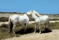 Białe konie z Camargue /Encyklopedia Internautica