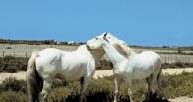 Białe konie z Camargue /Encyklopedia Internautica