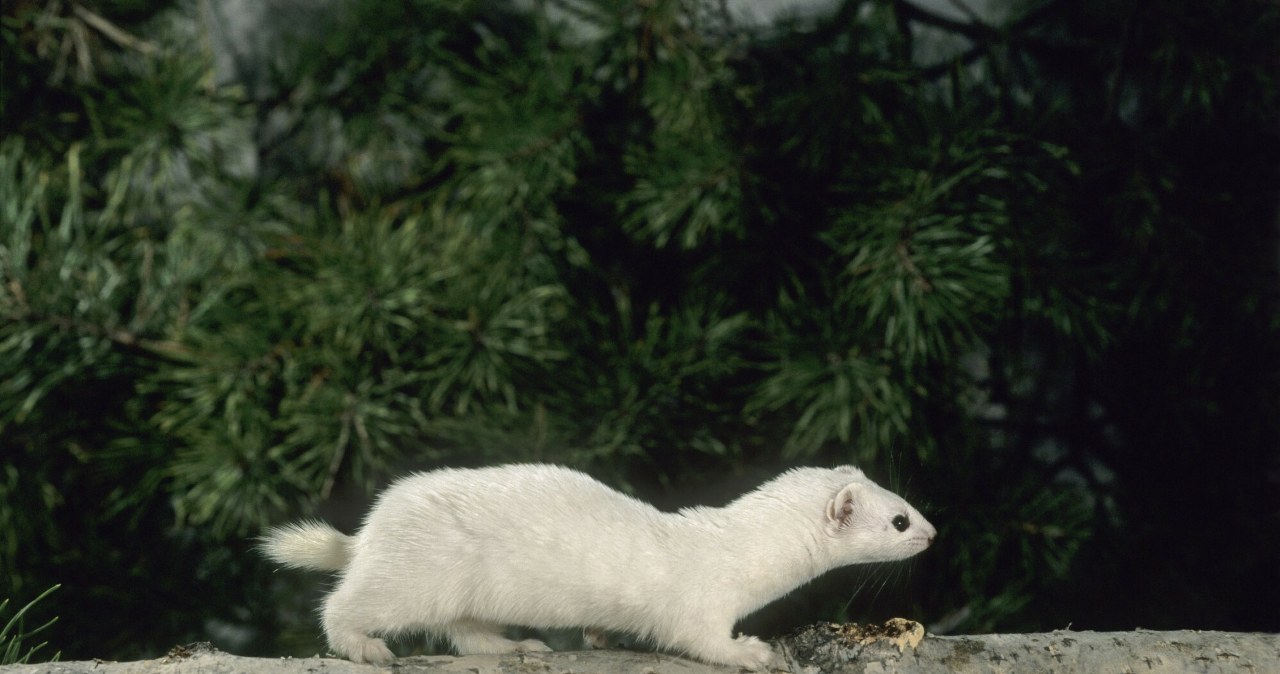 Białe łasice już niedługą mogą należeć do rzadkości w Polsce. Wszystko przez zmiany klimatu /East News /East News
