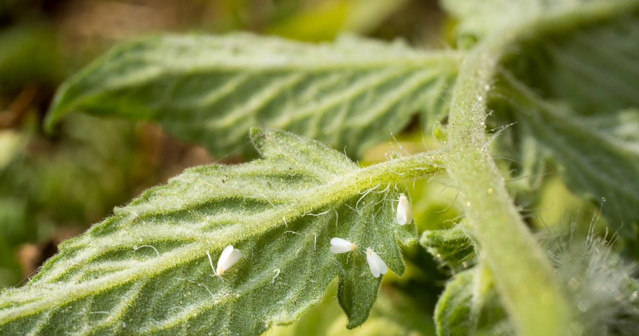 Białe muszki na roślinach to mączlik szklarniowy. /123RF/PICSEL