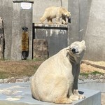 Białe niedźwiedzie opuszczają warszawskie zoo