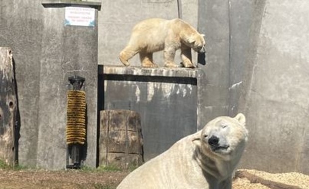 Białe niedźwiedzie opuszczają warszawskie zoo