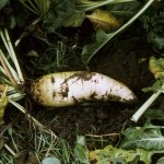 Białe złoto robi furorę. Rolnicy wyrzucają, a to wyjście z problemu