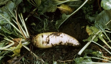 Białe złoto robi furorę. Rolnicy wyrzucają, a to wyjście z problemu
