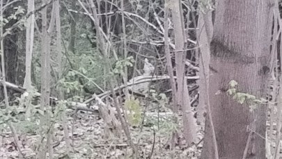 ​Białe zwierzę spaceruje po Łodzi