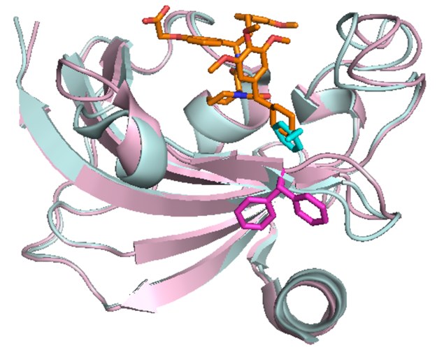 Białko FKBP51 z przyłączonym inhibitorem (na pomarańczowo) /Felix Hausch /Materiały prasowe