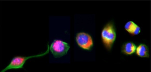 Białko SMEK1 (różowe) znajduje się w jądrze komórkowym, a białko PAR3 (zielone) w cytoplazmie /materiały prasowe