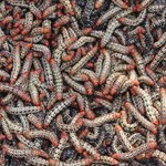 Białko wytwarzane z owadów może rozwiązać problem deficytu