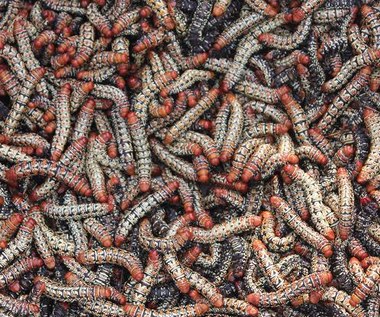 Białko wytwarzane z owadów może rozwiązać problem deficytu