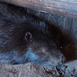 Białogard: Bóbr skatowany widłami walczy o życie 