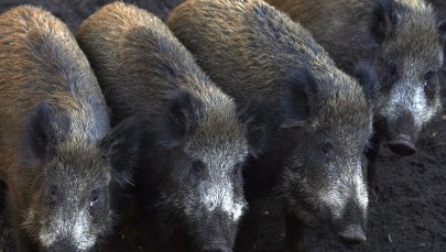 Białoruś: Odstrzelono co czwartego dzika