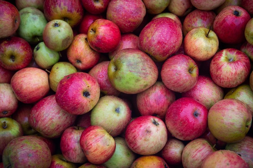 Białoruś ważnym rynkiem dla naszych jabłek /AFP