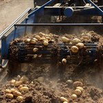 Białoruś wprowadza zakaz importu ziemniaków