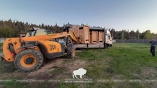 Białoruś: Żubry z Puszczy Białowieskiej zostały sprzedane Rosji