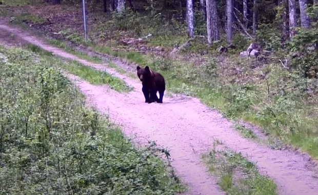 Białoruskie niedźwiedzie coraz częściej przechodzą na stronę Litwy