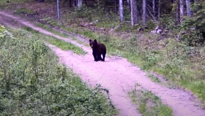 Białoruskie niedźwiedzie coraz częściej przechodzą na stronę Litwy