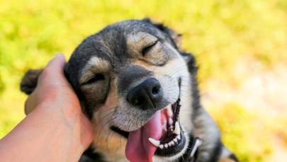 Białostoczanie mogą skorzystać z planu kastracji dla zwierząt