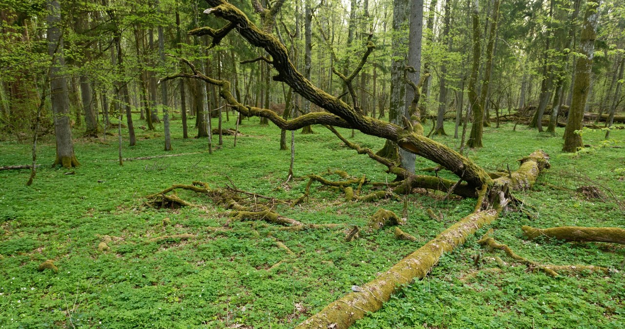 Białowieski Park Narodowy /123RF/PICSEL